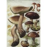 Dennis Harle (1920-2001) pair of watercolours, studies of Fungi