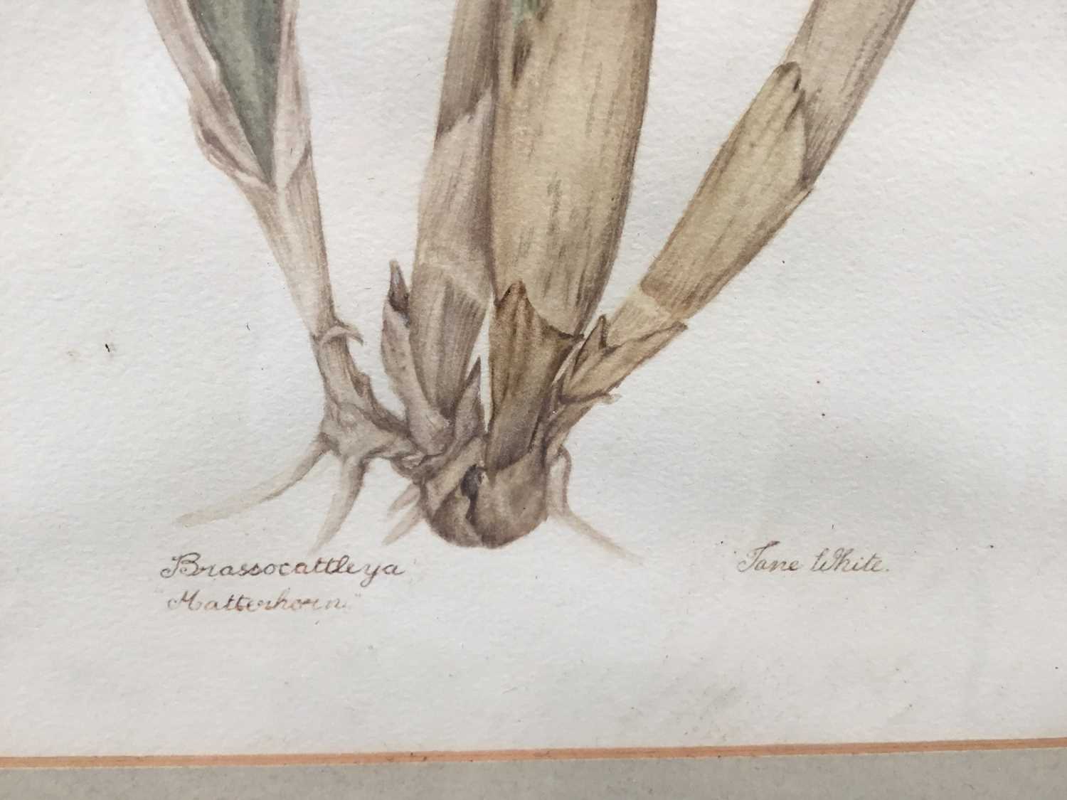 Jane White (early 20th century) botanical watercolour - Image 3 of 5