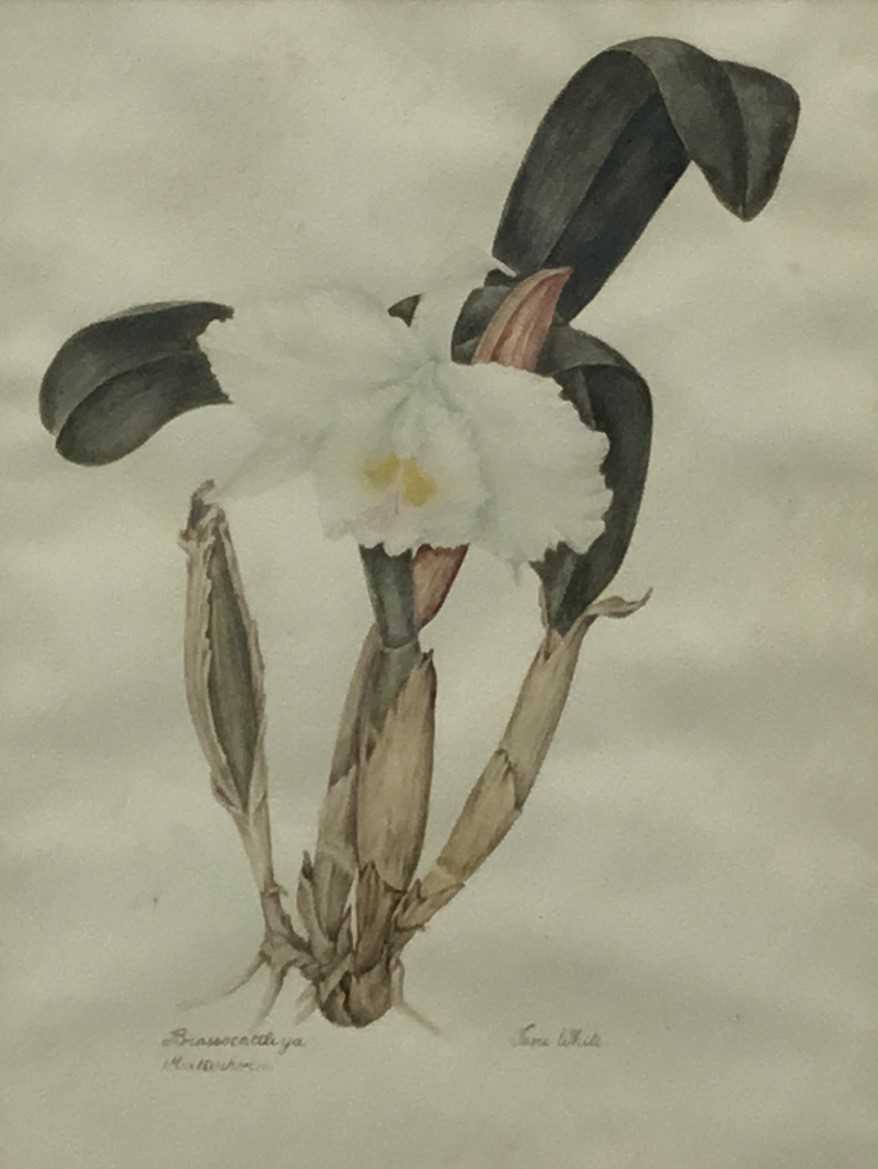 Jane White (early 20th century) botanical watercolour