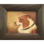 Henry Percy, oil on board of a spaniel, signed, in gilt frame, 14 x 19cm