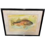 Shigeho Tanaka (1879-1974) watercolour, fish, signed and dated 1952, 30 x 50cm, glazed frame