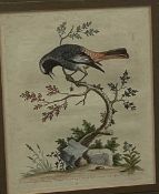 18th century hand coloured engraving - The Redstart from Gibraltar, 24.5cm x 20cm, in glazed gilt fr