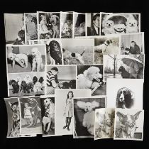 24 Dog Photos from Star Tribune Archives