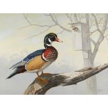 David Maass "The Guardian" Wood Duck Oil Painting