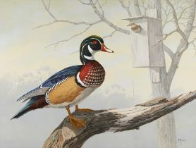 David Maass "The Guardian" Wood Duck Oil Painting