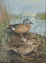 Jim Foote Blue-Winged Teal Oil Painting