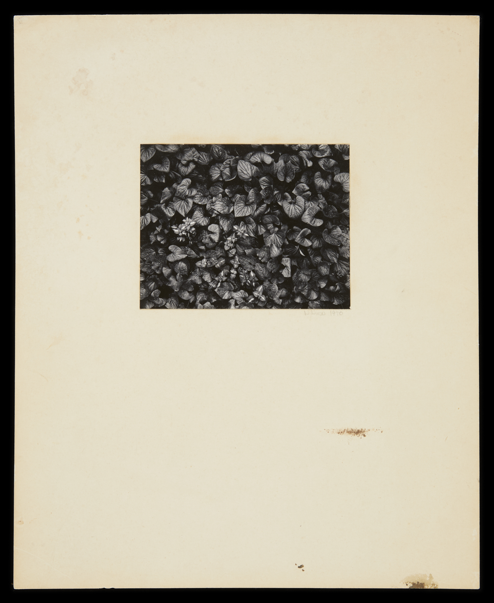 Nick Nixon "Foliage" GSP Photograph 1970 - Image 2 of 4