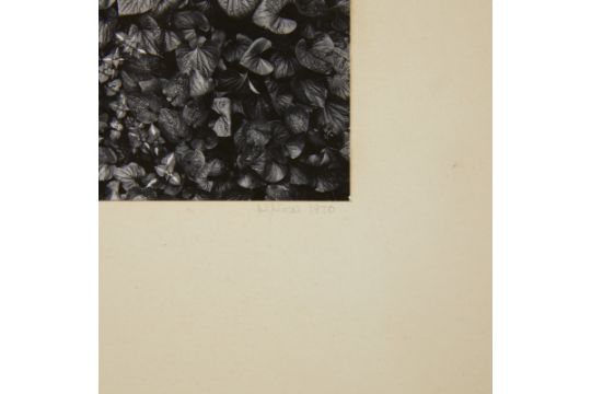 Nick Nixon "Foliage" GSP Photograph 1970 - Image 4 of 4