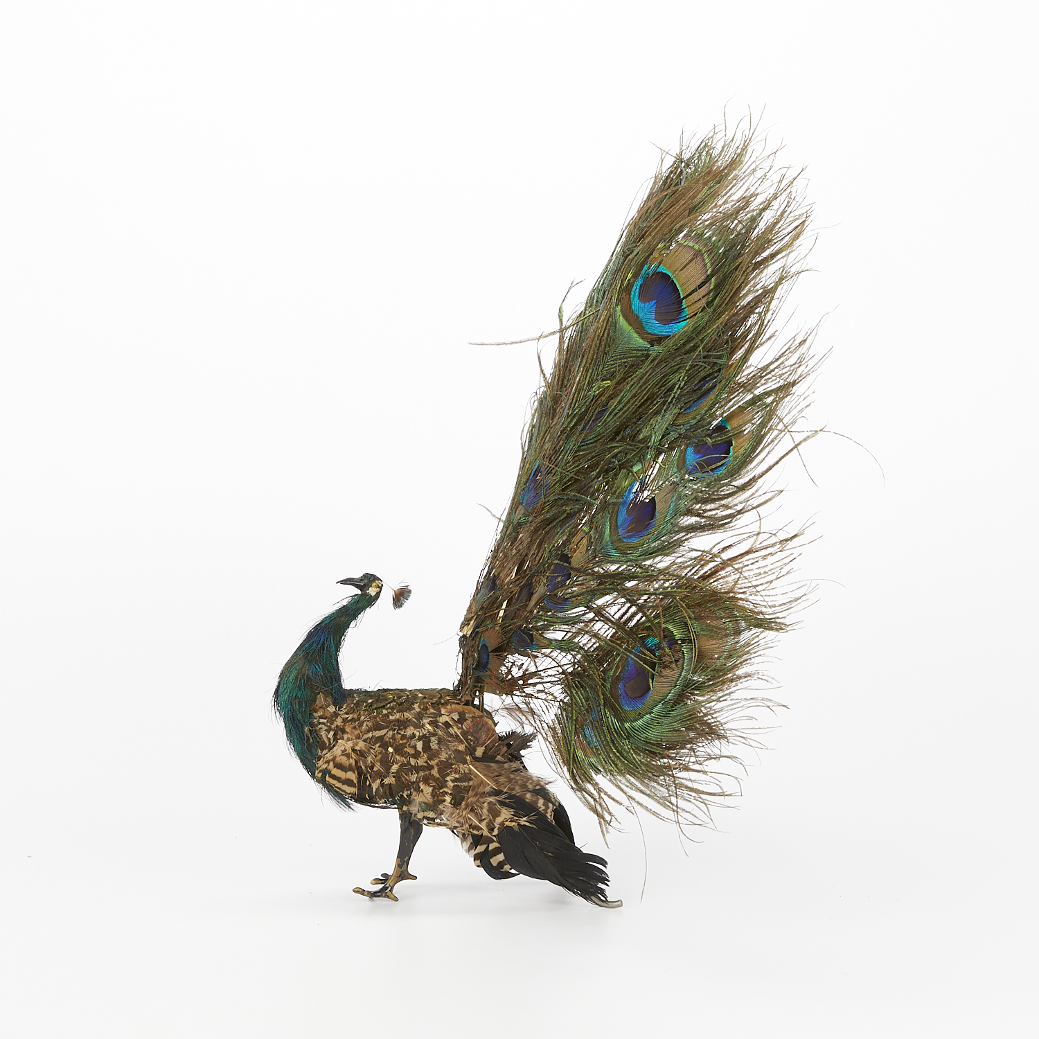 Roullet & Decamps Automaton Peacock - Works - Image 6 of 16