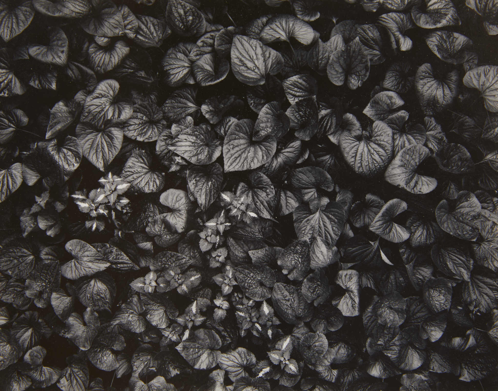 Nick Nixon "Foliage" GSP Photograph 1970