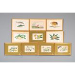 Ten various Chinese rice paper paintings with flora and fauna, Canton, 19/20th C.