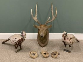 TAXIDERMY STAGS HEAD MOUNTED ON A SHIELD SHAPE BOARD, two dummy pheasant figurines in wood, foam and