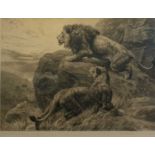 HERBERT THOMAS DICKSEE (1862-1942), monochrome etching of lions, titled 'In the Enemy`s Country',