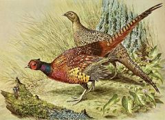 BASIL EDE collotype print - issued by the Franklin Gallery, male and female pheasants, signed in