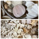 GOOD MARINE CORAL & SHELL COLLECTION, approx. 60 pieces, coral mainly white, shells include