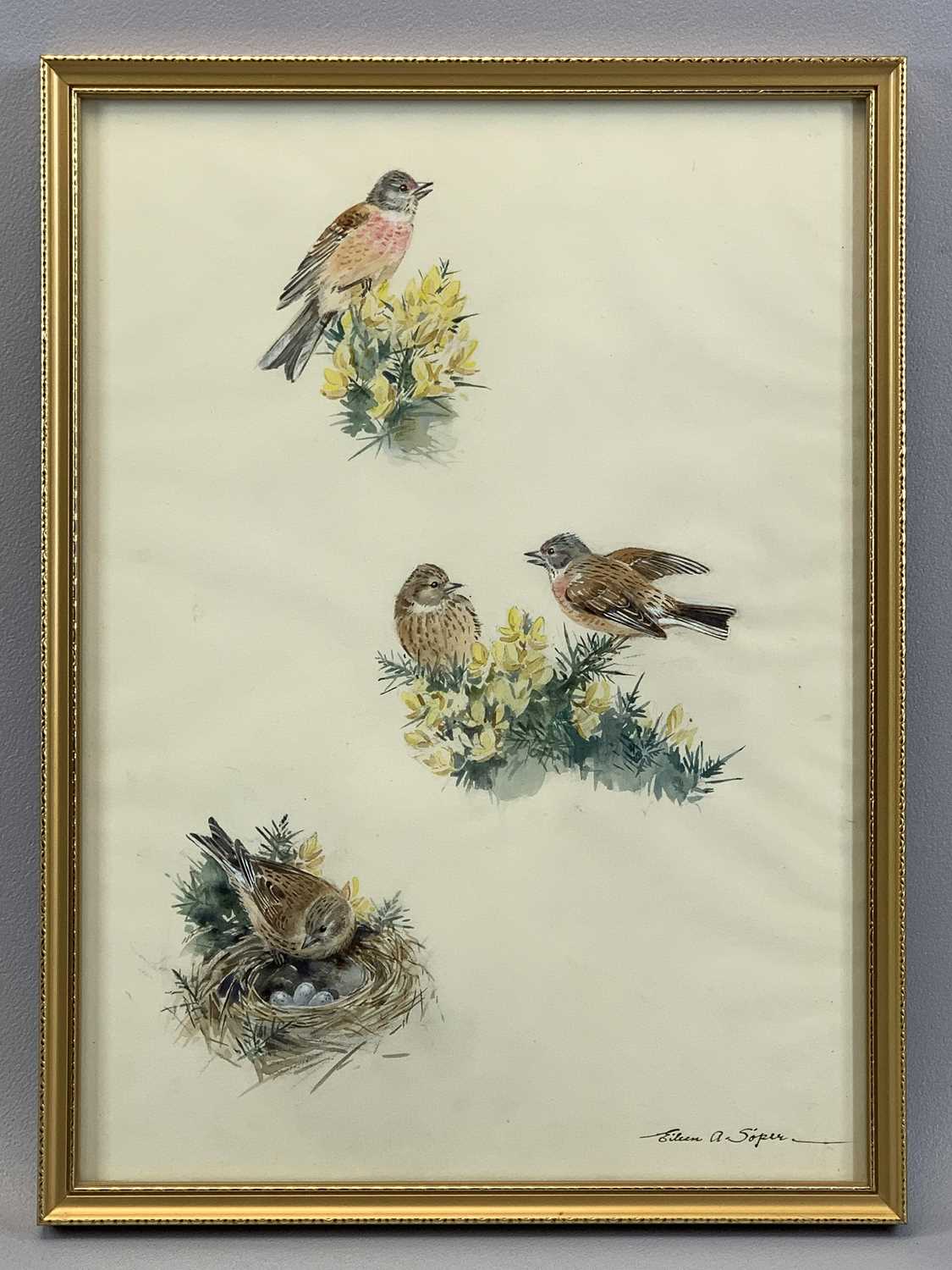 EILEEN ALICE SOPER watercolour - ornithological study of finches, titled verso 'Linnets', signed - Image 2 of 3