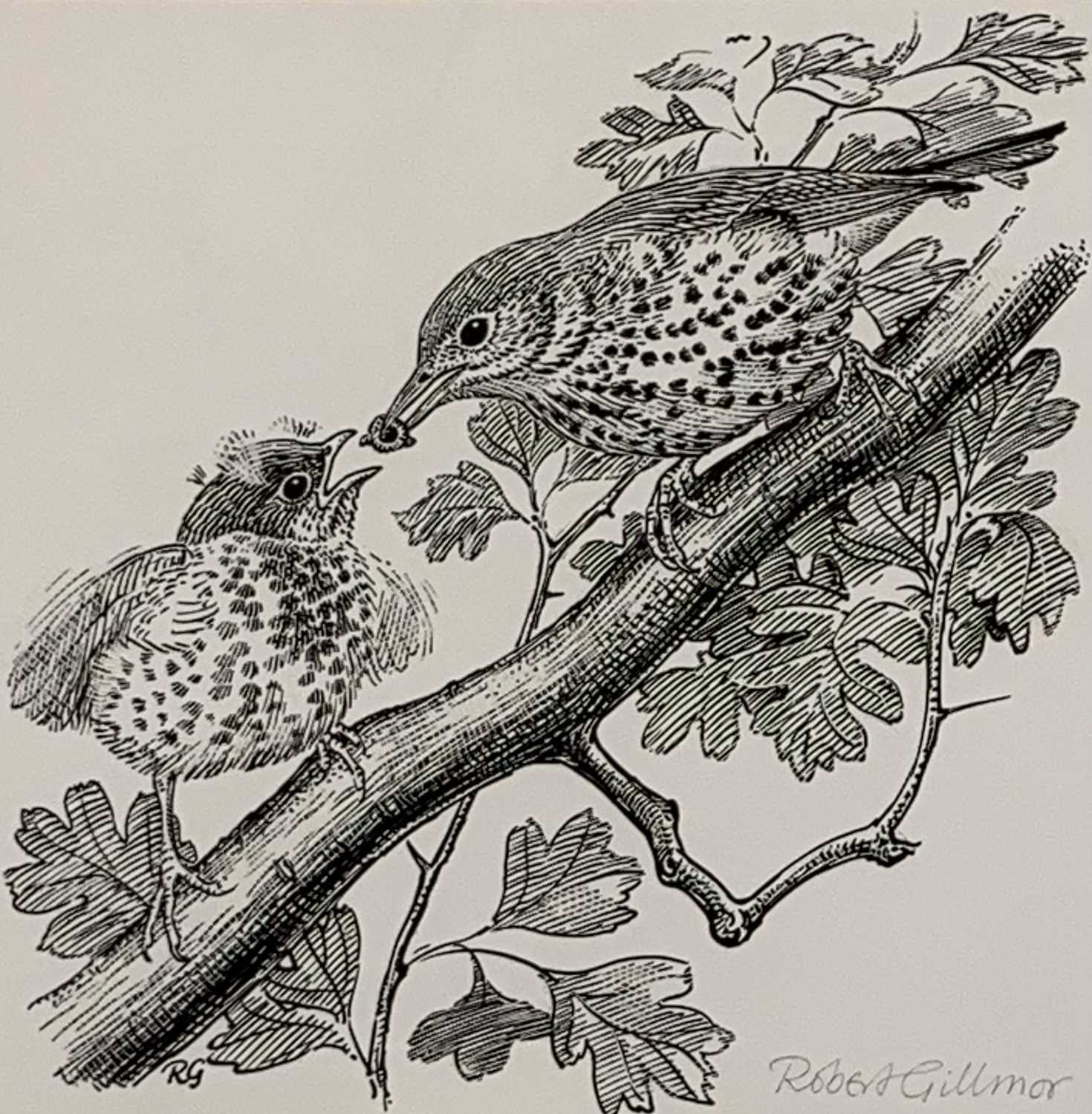 ROBERT GILLMOR (British, b. 1936) UPDATED DESCRIPTION pen and ink - titled verso 'Song Thrush and