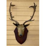 TWO ITEMS OF TAXIDERMY comprising deer's head neck mount on wooden shield, 54cms span, and a pair of