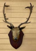 TWO ITEMS OF TAXIDERMY comprising deer's head neck mount on wooden shield, 54cms span, and a pair of