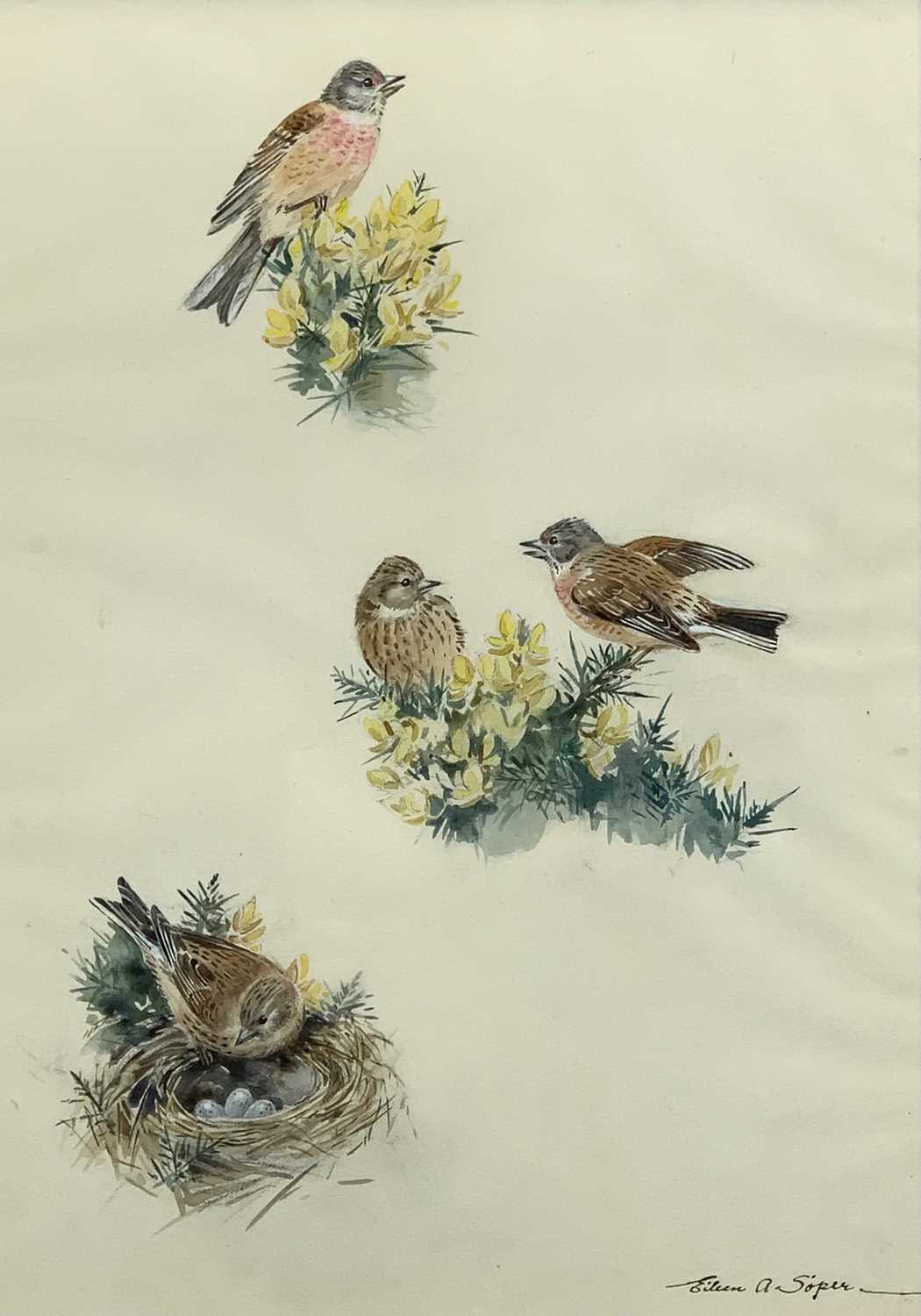 EILEEN ALICE SOPER watercolour - ornithological study of finches, titled verso 'Linnets', signed
