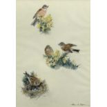 EILEEN ALICE SOPER watercolour - ornithological study of finches, titled verso 'Linnets', signed