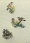 EILEEN ALICE SOPER watercolour - ornithological study of finches, titled verso 'Linnets', signed