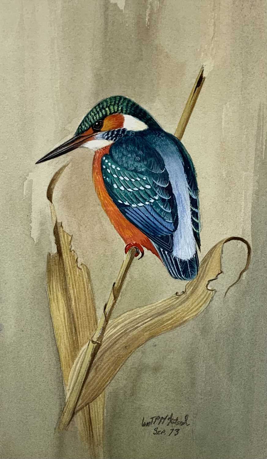 20TH CENTURY BRITISH SCHOOL finely detailed watercolour - a perched kingfisher, indistinctly