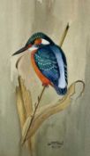 20TH CENTURY BRITISH SCHOOL finely detailed watercolour - a perched kingfisher, indistinctly