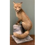 TAXIDERMY RED FOX (vulpes vulpes), 20th century, seated with brush around a resin rock-form base, 79