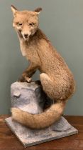 TAXIDERMY RED FOX (vulpes vulpes), 20th century, seated with brush around a resin rock-form base, 79