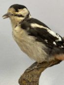 TAXIDERMY GREATER SPOTTED WOODPECKER, 20th century, modelled perched on a branch on naturalistic