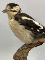 TAXIDERMY GREATER SPOTTED WOODPECKER, 20th century, modelled perched on a branch on naturalistic