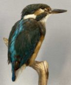 TAXIDERMY KINGFISHER, 20th century, modelled perched on a branch on naturalistic base, 24cms (h)