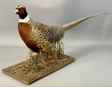 TAXIDERMY COCK PHEASANT, 20th century, modelled on naturalistic base, 43cms (h) Provenance: