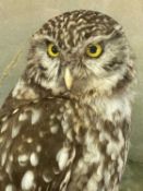 WITHDRAWN FOR FUTURE SALE PENDING CITES CERTIFICATE, APPLY WITHIN - TAXIDERMY LITTLE OWL, 20th