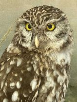 WITHDRAWN FOR FUTURE SALE PENDING CITES CERTIFICATE, APPLY WITHIN - TAXIDERMY LITTLE OWL, 20th