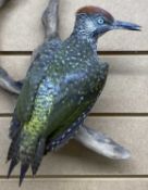 TAXIDERMY GREEN WOODPECKER, 20th century, modelled perched on a branch, 40cms (h) overall