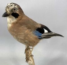 TAXIDERMY JAY, 20th century, modelled perched on a branch on naturalistic base, 32cms (h)