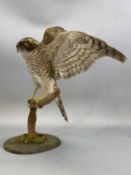 TAXIDERMY SPARROWHAWK, 20th century, modelled with outstretched wings and perched on wooden branch
