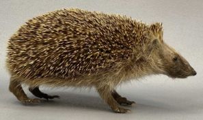 TAXIDERMY HEDGEHOG, 20th century, modelled standing on all fours, 22cms (l) Provenance: private