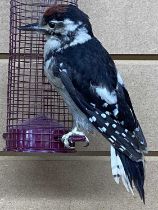 TAXIDERMY GREATER SPOTTED WOODPECKER, 20th century, modelled perched on a bird feeder, 25cms (h)