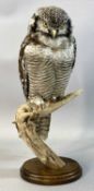 WITHDRAWN FOR FUTURE SALE PENDING CITES CERTIFICATE, APPLY WITHIN - TAXIDERMY NORTHERN HAWK OWL,