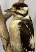 TAXIDERMY GREATER SPOTTED WOODPECKER, 20th century, modelled perched on a branch on naturalistic