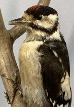 TAXIDERMY GREATER SPOTTED WOODPECKER, 20th century, modelled perched on a branch on naturalistic