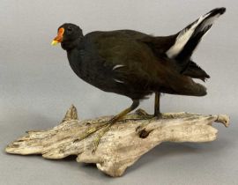 TAXIDERMY MOORHEN, 20th century, modelled standing on a branch, 24cms (h) Provenance: private
