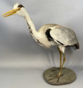 TAXIDERMY HERON, 20th century, modelled standing on a naturalistic base, 56cms (h) Provenance: