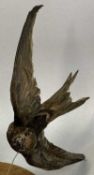 TAXIDERMY SWIFT, 20th century, modelled in flight and mounted on an oval oak shield, 19cms (h)