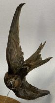 TAXIDERMY SWIFT, 20th century, modelled in flight and mounted on an oval oak shield, 19cms (h)