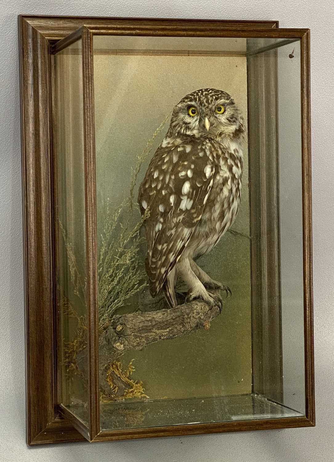 WITHDRAWN FOR FUTURE SALE PENDING CITES CERTIFICATE, APPLY WITHIN - TAXIDERMY LITTLE OWL, 20th - Image 3 of 4