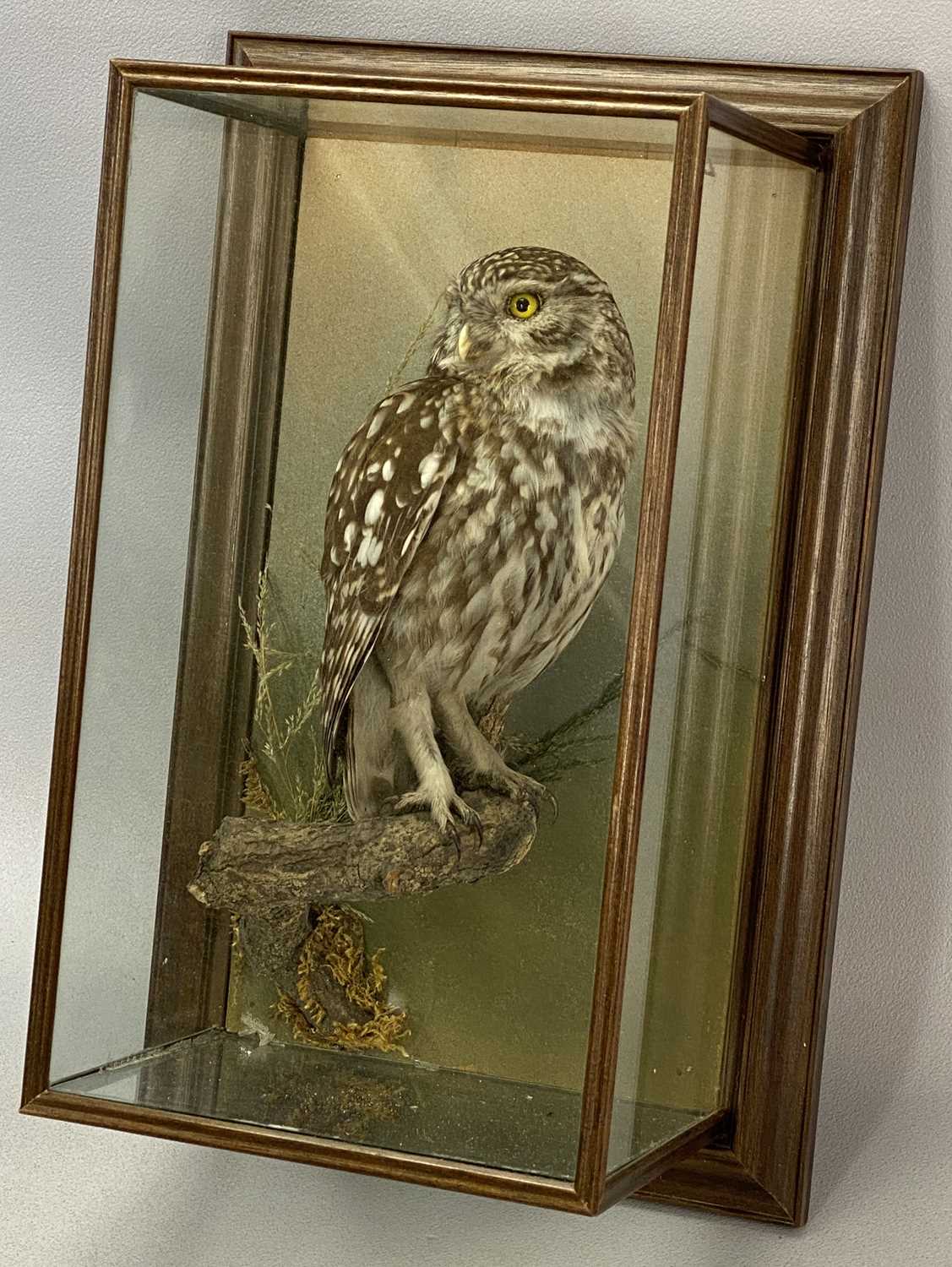 WITHDRAWN FOR FUTURE SALE PENDING CITES CERTIFICATE, APPLY WITHIN - TAXIDERMY LITTLE OWL, 20th - Image 4 of 4